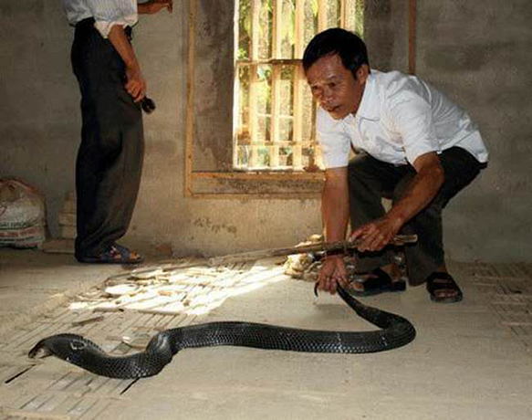 養(yǎng)蛇哪些人更容易成功？